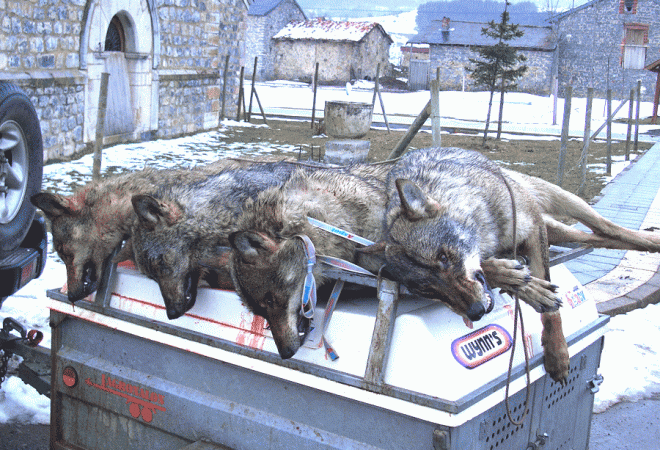 Wolves killed in Burón ( León)