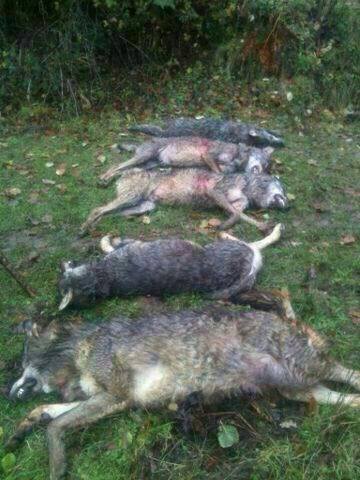Wolves killed ilegally in Cantabria
